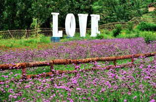 关于那些花花草草的二三事