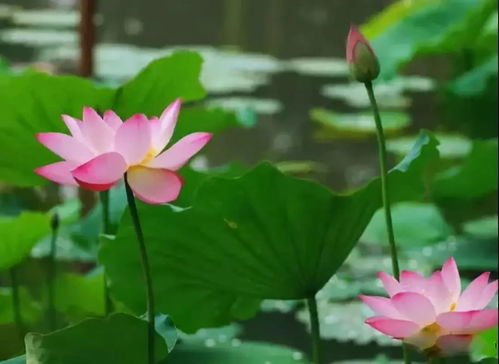 荷花菜市场的疯婆子们