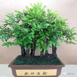 金丝楠木风水中说法,金丝楠木盆栽风水禁忌