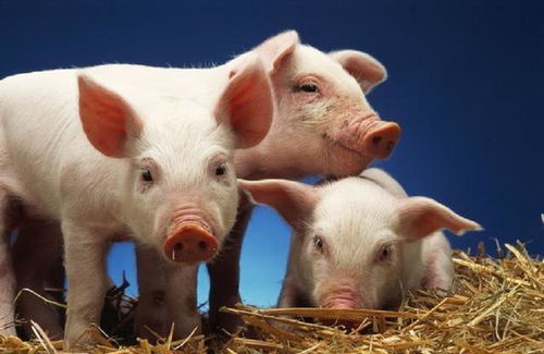 巨蟹座 & 猪——潮湿阴冷的小地下室哭泣声