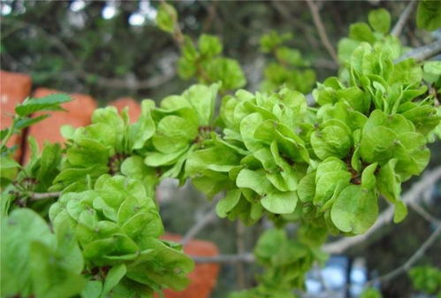 榆钱树种几棵风水好,榆钱树应该栽在家的那个位置