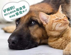 核心玩法解析：狗狗与木鱼之间奇妙的互动