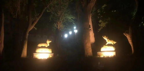月圆之夜