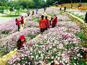 花田？下午去会招桃花劫！