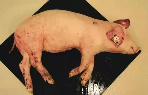 柏油烫猪头打一动物是什么生肖，改写成动物长尾？