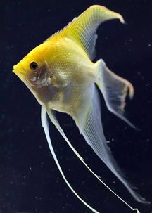 墨燕鱼种类,墨燕鱼属于风水鱼吗