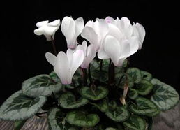 三、仙客来（又称兔子花）
