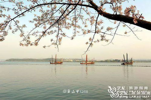 鼋头渚樱花，浪漫江南，还是太湖佳绝？