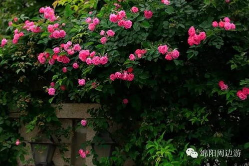 震惊！绵阳这片花海竟然藏着不为人知的秘密？！