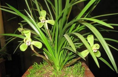 南方种兰花用什么土Zui好,南方种植兰花的风水好吗