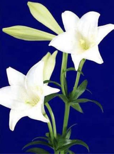 孩子房间放百合会变笨？