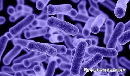 种生基到底是啥黑科技？