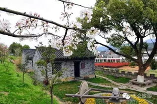 不仅仅是西安：全国各地的樱花之旅