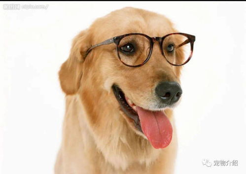 贺州犬友游记：和炎热爱犬一起探索这座山城的保密角落