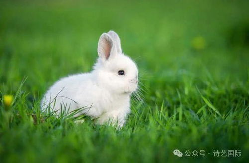 夜深了 又想起那只兔子了……