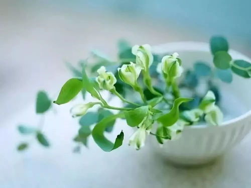 花生摆件风水,家里放花生的寓意什么