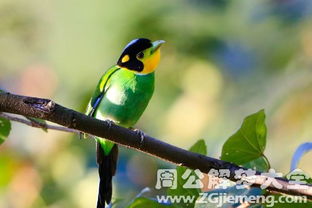 梦到小鸟或鸟儿预示着什么吉凶或有什么特殊含义？