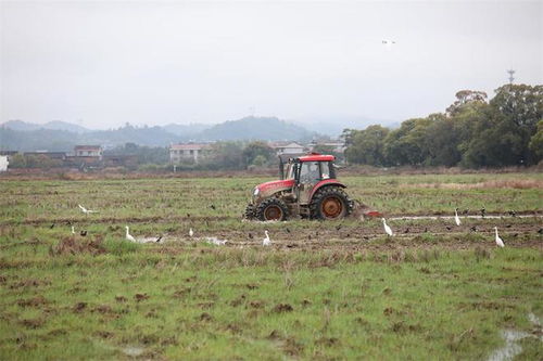梦见老公在田间劳作预示着什么？