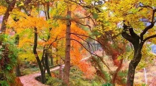 黎坪景区：人少景美， 静享秋日时光