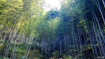 一、 晨曦中的宜兴竹海，一场与自然的约定