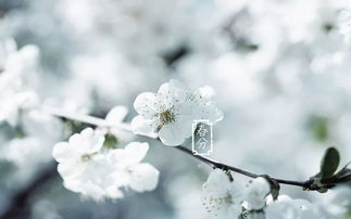 心如刀割的生肖是哪个？‘梨花带雨打一动物’指的是什么？