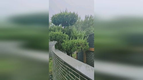 墓碑上方有蜘蛛网，这会影响风水吗？