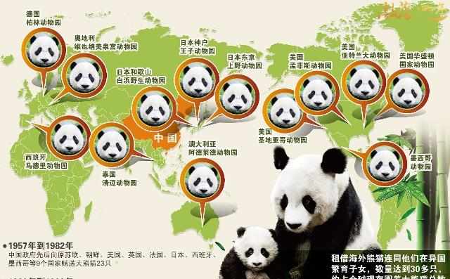 萌化！成都熊猫让我想偷回家