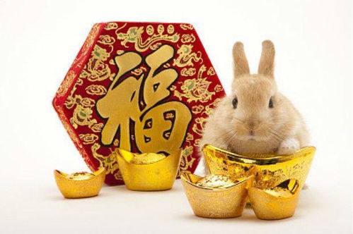 2026年属兔的人狗年运势中横财运如何，会遭遇小人吗？