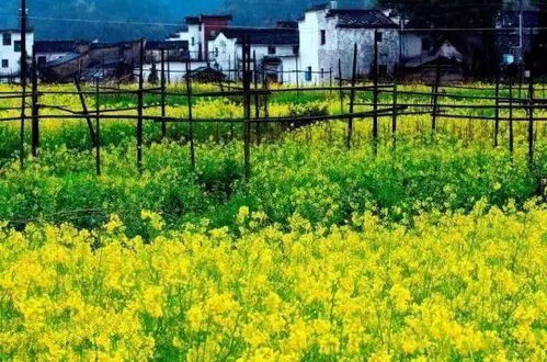 江岭：杜鹃花的海洋