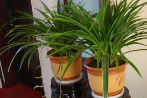 办公室摆放绿植有哪些风水忌讳需要注意？