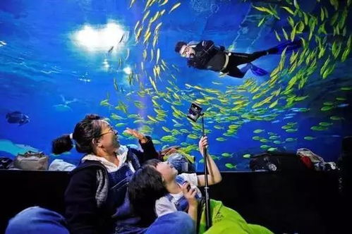 历史持续发展与规模：一个充满传奇色彩的水族馆