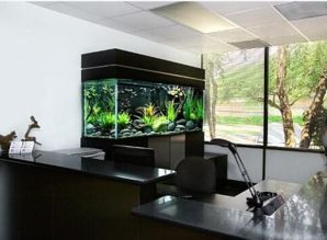 四、东墙放鱼缸：真的能招财吗？还是只是一条鱼要被吓死？