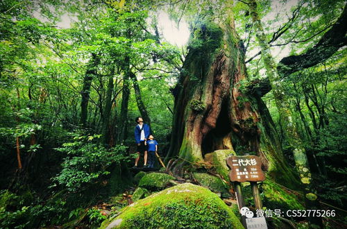 探索原始森林的神秘之处——怎么做？