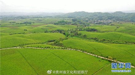 祁门茶叶产区：五万亩的茶海