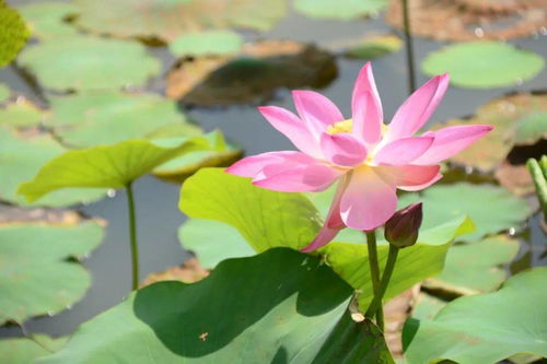 立夏：春去夏来万物繁茂时节