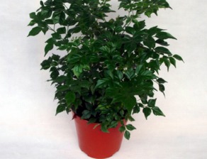 勋章菊种在家里风水,勋章菊适合地栽还是盆栽