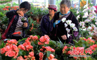 三、崭新埠岛花卉市场环境：从绿植到各种盆栽，品种丰富有，应有尽有。