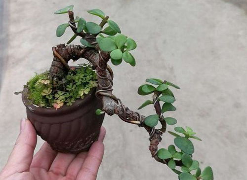 幸福果盆景的养殖方法,幸福果的风水寓意