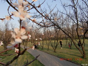 【必看】杏花村的前世今生居然这么狗血？