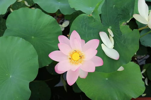 今年和4岁分别对应哪个生肖？生肖年份对照表查询？