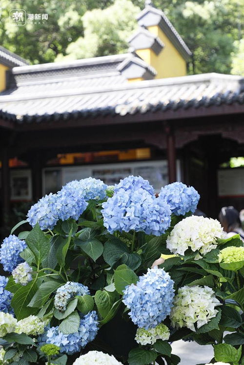 杭州城隍阁绣球花展未开先爆火，游客抢鲜打卡成旅游新宠