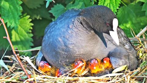一、飞来福还是倒霉星？——先别急着下结论！