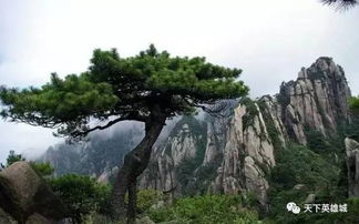 1. 花海如梦