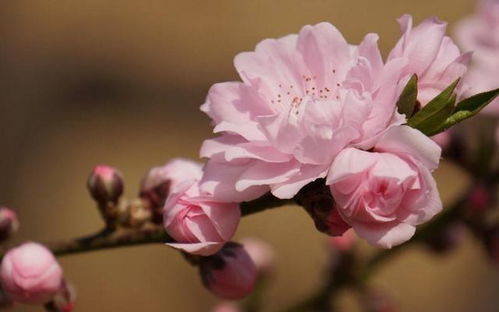 一、命理说法：八字里的桃花宫