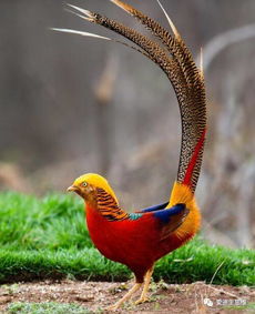 望穿秋水的动物生肖为狗，为长尾：狗尾巴那么长，难道是望穿了秋水吗？