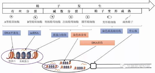 一、 遗传因素基因：决定性别的关键