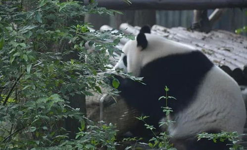 三、 夜幕降临——大熊猫“夜宵”时间表（惊呆了）