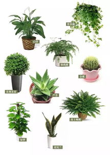 绿植大法好！