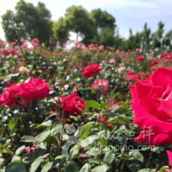 1. 这破园子到底种了些啥玩意儿？