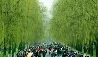 清明插柳的其他说法
